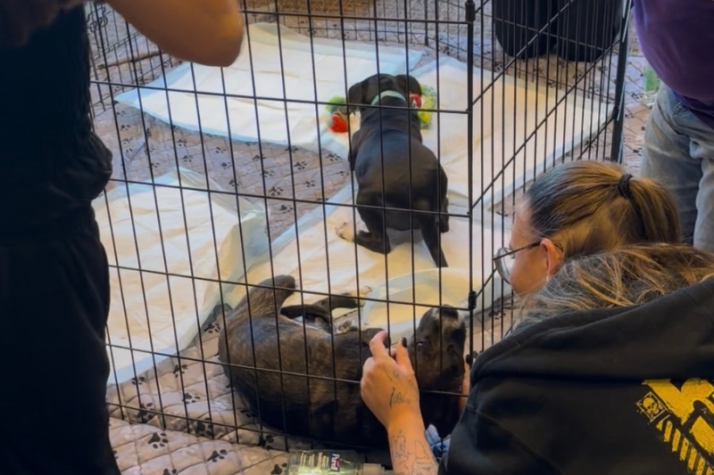 NLELC26 Animal Therapy - Destination: Home